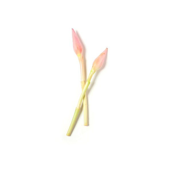 Ginger Flower 姜花 60g-80g+/-