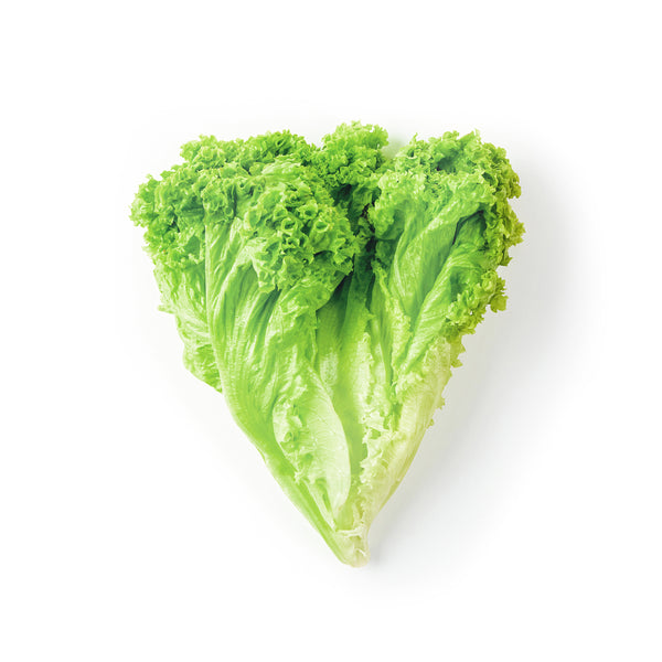Green Frizee 青菲茜 200g+/-