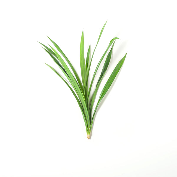 Pandan Leaves 香兰叶 100g+/-