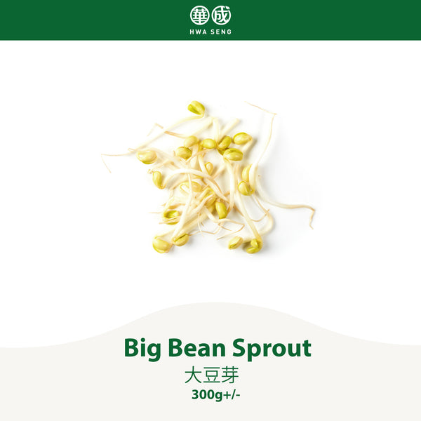 Big Bean Sprout 大豆芽 300g+/-