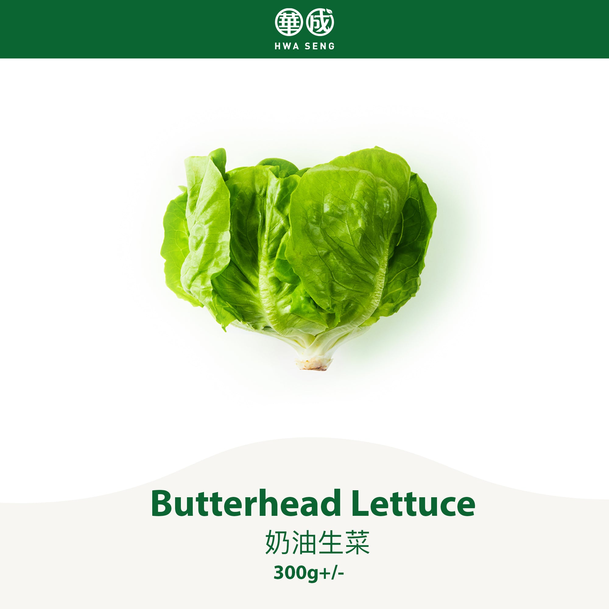 Butterhead Lettuce 奶油生菜 300g+/-