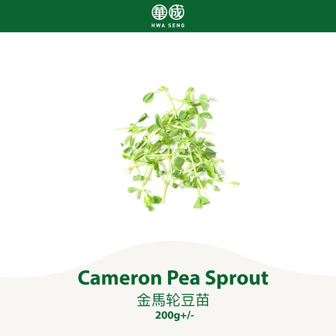 Cameron Pea Sprout 金馬轮豆苗 200g+/-